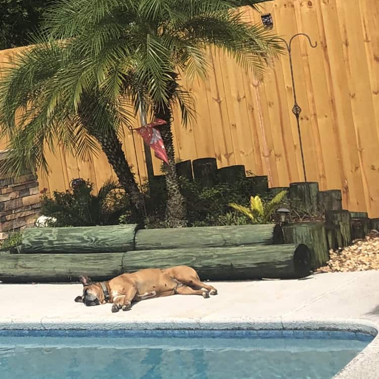 Jacksonville Fence Company privacy pool fence wood Jacksonville Fences for your dog and pool