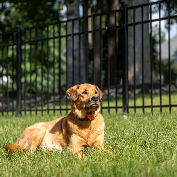 best fence for dogs best fence for dogs