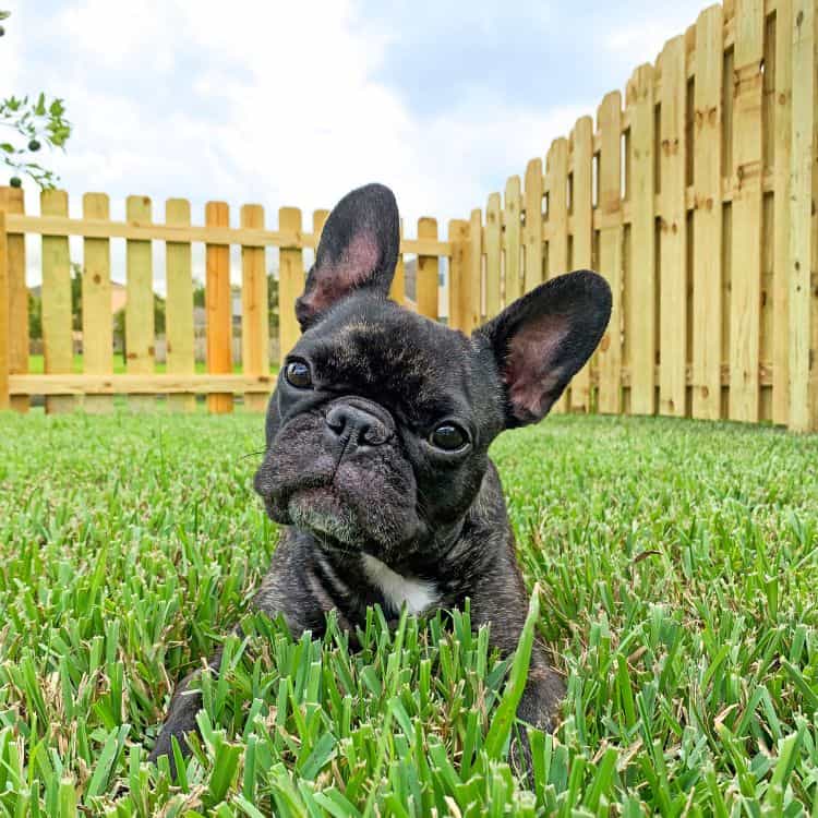 Spring Lake Fence Company (750 x 750 px) Spring Lake Fence Builder For Dog Fencing