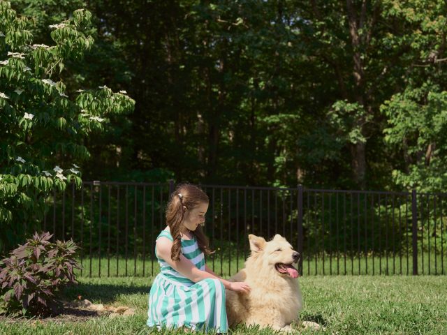 Get The Best Fence for Dogs in Lake County, FL