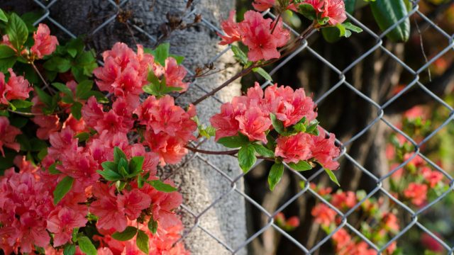 chain link privacy fence