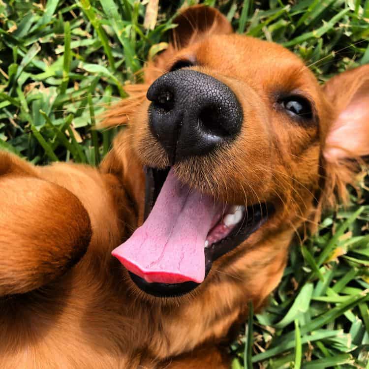 best dog fence styles to prevent digging